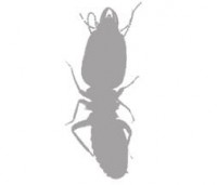 pests image